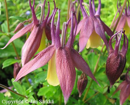 Aquilegia buergeriana 'Calimero'